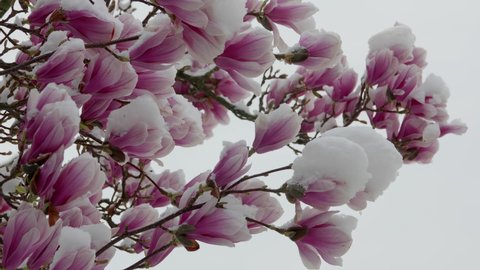 climate change snowfall in spring, close up of a purple blooming liliiflora magnolia tree in a garden covered with fresh white snow, camera panning right to left close up of a purple flower with snow 