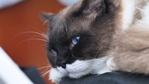 Close up of cute Rag doll cat opening its eyes, headshot of black cat with blue eyes, 4k slow motion footage.