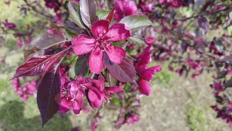 red apple tree. red apple flowers. branches and flowers of an apple tree of red color. Red juicy dense flowers of a decorative red-leaved apple tree in the garden.