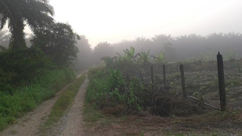 foggy early morning at the countryside pathway.