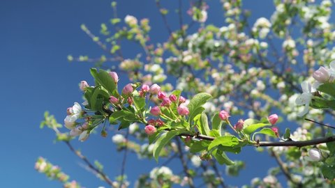 Blossoming apple trees. apple tree flowers.