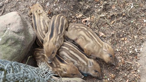Small pigs sleeping in a pile. Wild boar piglets dreaming and moving in their sleep on the floor