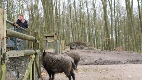 Malente, Germany 5.4.2022 People feeding wild boars in an enclosure.  Man and woman feeding wild animals in a zoo.