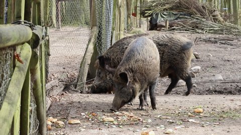 Wild boar family eating food by the fence. Wild pigs and piglets eating vegetables in wild enclosure forest