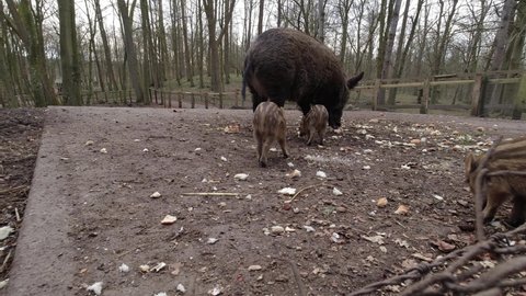 Wild boar family eating food in large enclosure. Mother pig with small piglets eating vegetables in the forest