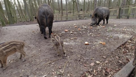 Wild boar family eating bread and vegetables thrown by people. Wild boar pig and her piglets eating food in fenced enclosure