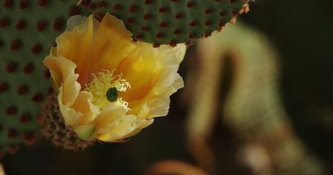 Blooming blind prickly pear cactus with its young vividly yellow flower and dangerous red glochids.