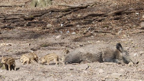 Baby pigs playing and fighting next to wild boar mother. Little piglets playing in the dirt