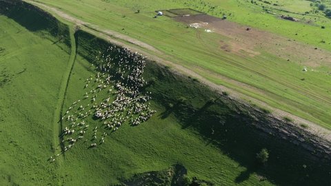 Aerial view of sheep grazing in the pasture by drone