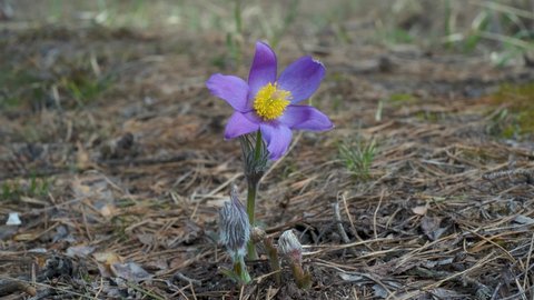 Pulsatilla patens grows in the forest in spring. Heart made of palms around a plant