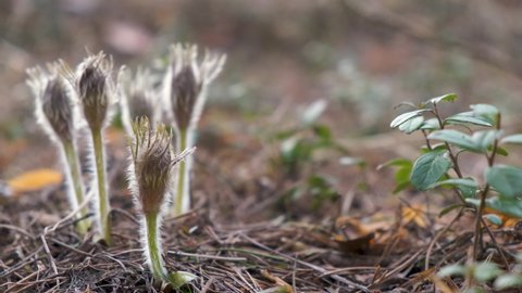Unblown early Pulsatilla patens close-up in the forest in spring in backlight