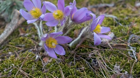 Group of Pulsatilla patens close-up in the forest in spring from above