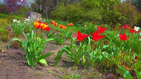 Tulips and other colorful flowers bloom in spring in the botanical garden