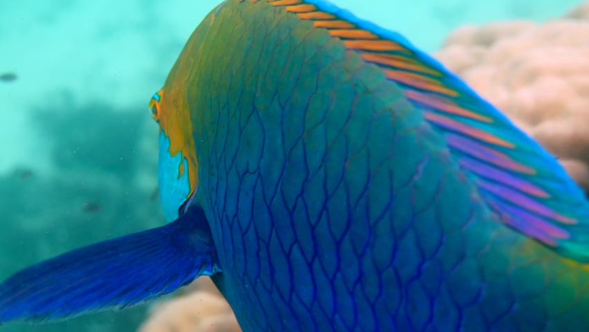 Underwater video of blue Queen parrotfish swimming among coral reef. Large and adult male Scarus vetula fish on Koh Tao island, Gulf of Thailand. Snorkeling or diving. enjoy underwater wildlife. Royalty-Free Stock Footage #1089868387