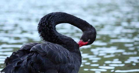 Extremely close up view of black swan cleaning itself. Bird with silky black feathers and a long, red beak. 4K Video