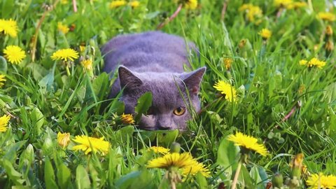 A cat in the grass . A scared cat. Walking pets. The benefits of fresh air for pets.