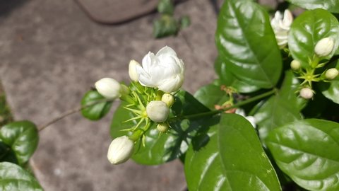 Jasminum sambac flower. The flower may be used as a fragrant ingredient in perfumes and jasmine tea. In India known as Mogra flower and beli flower. Its other names Arabian jasmine and Sambac jasmine.