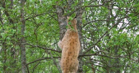 Large lynx cat climbing in a small tree in the forest