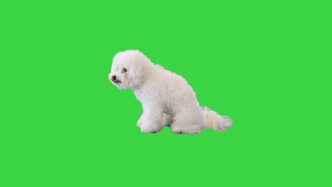 Bichon Frise sitting and turning his head on a Green Screen, Chroma Key.