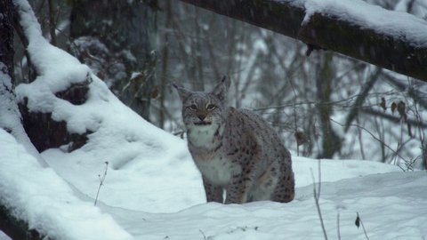 The Eurasian lynx, in the winter forest, licks the furry.