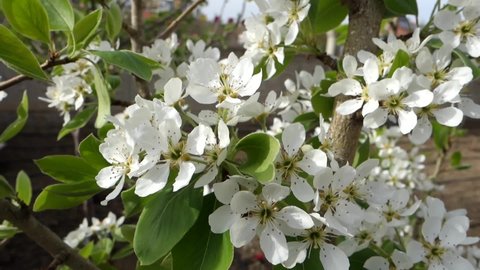 pear tree blooming in spring,blooming pear tree,pear tree blossom close up,