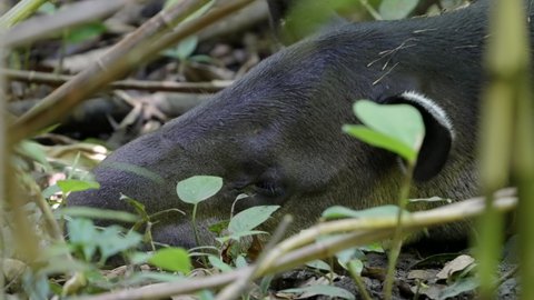 close up of a baird's tapir laying on the rainforest floor and resting at corcovado national park of costa rica