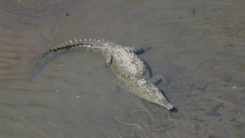 a high angle front view of an american crocodile on the banks of the tarcoles river in costa rica