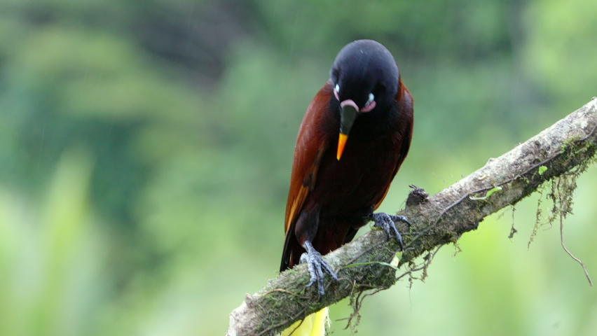 a montezuma oropendola perched on a branch goes upside down and makes its strange call at boca tapada in costa rica Royalty-Free Stock Footage #1089871109