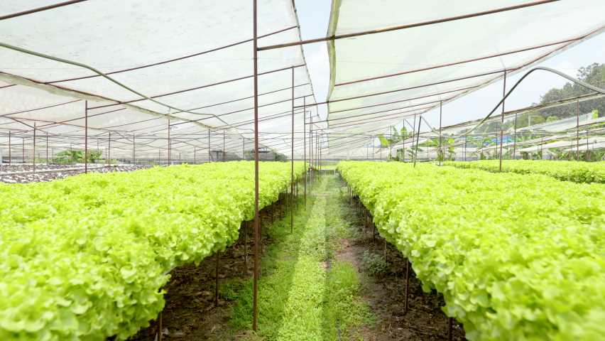 4K 50fps, A hydroponic vegetable garden, grown in water, green, fresh, and safe from contaminants and pesticides. Royalty-Free Stock Footage #1089871497