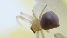macro video of a very small spider on a yellow petal top view.