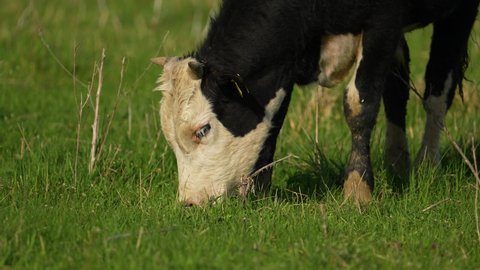cows. agricultural industry. Pets. cows for milk. cows for slaughter. steaks. cows graze in the field.