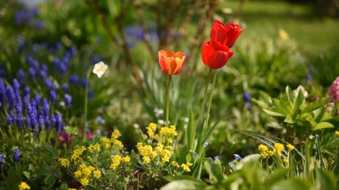 Beautiful spring flowers in the garden on a sunny spring day: Aurinia saxatile, red tulips, blue sapphire flowers, grape hyacinth and muscari. Garden flowers moved by a gentle breeze
they are relaxing