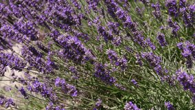 butterfly collects nectar from purple lavender flowers close-up. High quality 4k footage