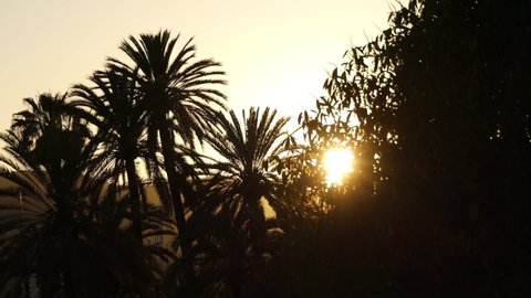 Phoenix canariensis (the Canary Island date palm or pineapple palm) is flowering plant in palm family Arecaceae, native to Canary Islands. Sunset