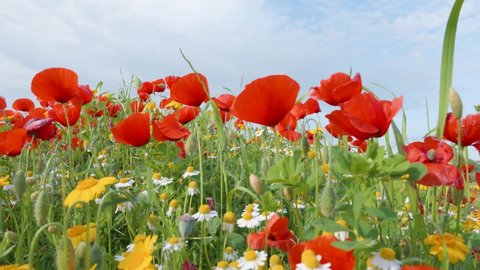 Colorful wild flowers poppies daisies super slow motion