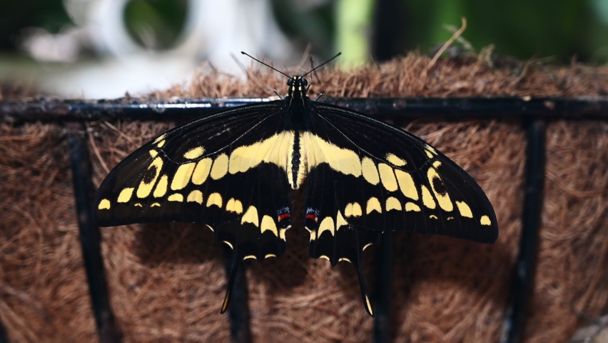 macro view of Papilionidae butterfly colored yellow and black	
