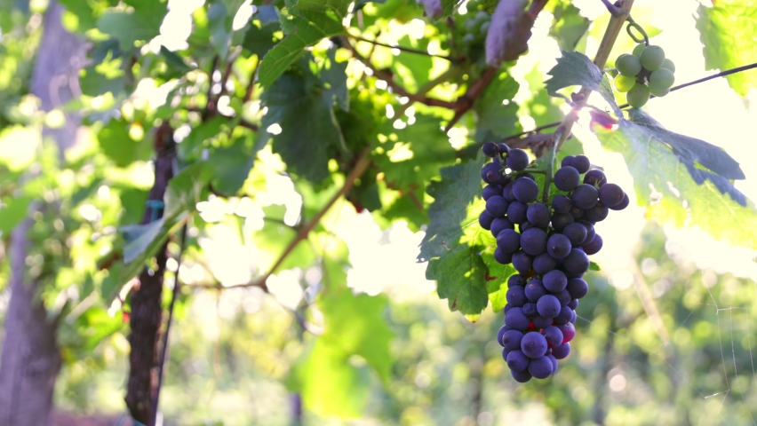 Slow Motion Shot of Ripe Red Grapes in Sunny Vineyard.
