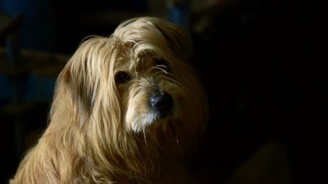 A cute shaggy dog looks towards camera under cinematic lighting.
