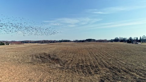 View of Geese feeding activity over agricultural brown fields. Feeding activities of white-fronted goose on a bright sunny day. Goose flying in the sky.