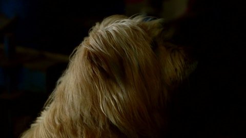 Close-up of a cute shaggy dog looking towards camera under cinematic lighting.