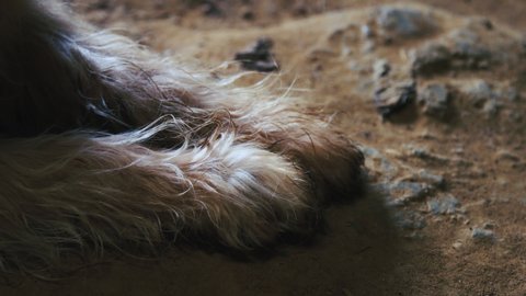 Close-up of shaggy dog paws resting on a dirty farmhouse floor.