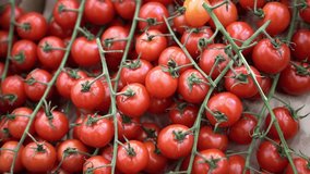 Cherry tomatoes close-up. Rotating red cherry tomatoes as a background video close-up, slow motion. Ripe juicy tomatoes with a green branch in a corton box