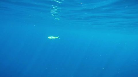 Mahi Mahi fish being caught underwater