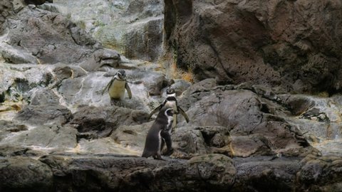 Humboldt penguins walking and jumping on the rocks