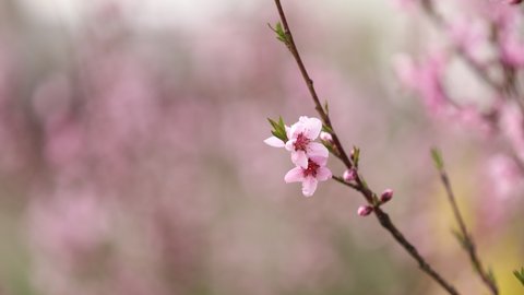 Pink peach flower blossoms in spring season. Beautiful peach blossoms sway in the wind. Beautiful bright pink blooming peach flowers on the branches. Closeup. High quality 4k footage