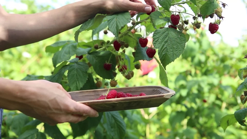 Young girl picking delicious ripe raspberries from the plant and placing them into a wooden bowl. Woman as picks the ripe red berries from a raspberry bush in an outdoor summer garden setting. Royalty-Free Stock Footage #1089876863