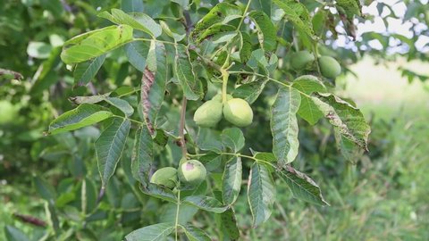 Green raw ripe walnuts on a branch in a green shell in the middle of a home garden. Walnut fruits. Walnut is a nut of any tree of the genus Juglans Family Juglandaceae, Juglans regia