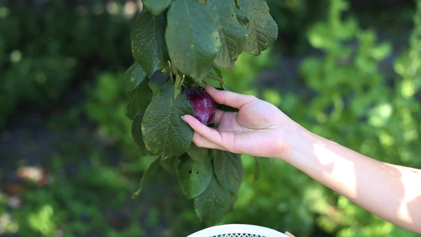 Hand of girl picking ripe plums from tree to basket - closeup. Young woman picking fresh plums from the tree brunch and put it into the basket. Harvest of plums in orchard Royalty-Free Stock Footage #1089876875