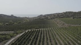 Aerial view vineyards vinery grapes mountains
 - Powered by Shutterstock - Get 15% off with code: PIKWIZARD15