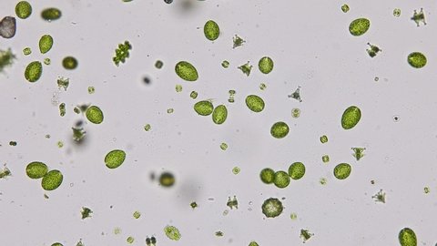 Paramecium caudatum is a genus of unicellular ciliated protozoan and Bacterium under the microscope.
